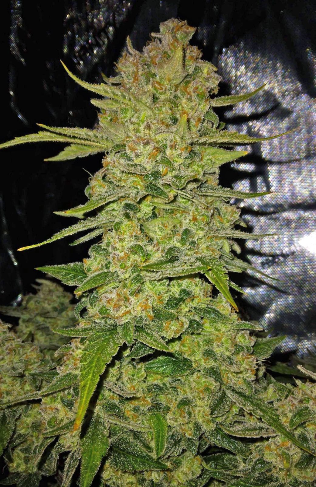 Auto Papaya Cookies™ (Feminisiert) Fast Buds