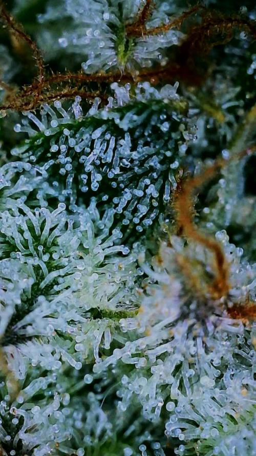 Blue Zushi Feminisiert Bubbatz Seeds