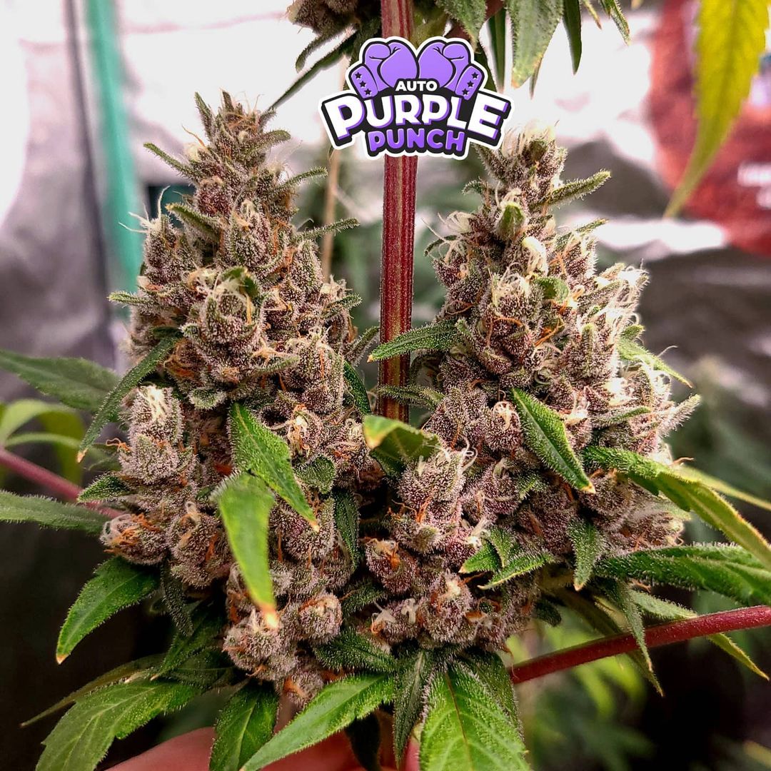 Auto Purple Punch (Feminisiert) Fast Buds