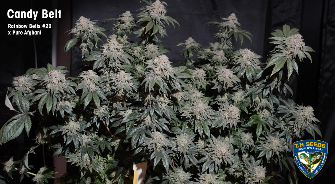 Candy Belt Limited 420 Drop Feminisiert T.H.Seeds™