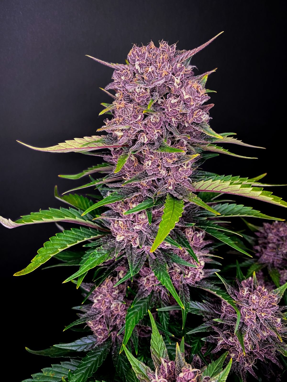 Auto Purple Lemonade (Feminisiert) Fast Buds