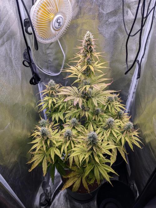 Auto Zombie Kush (Feminisiert) Ripper Seeds