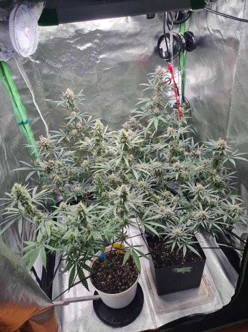 Zombie Kush Feminisiert Ripper Seeds