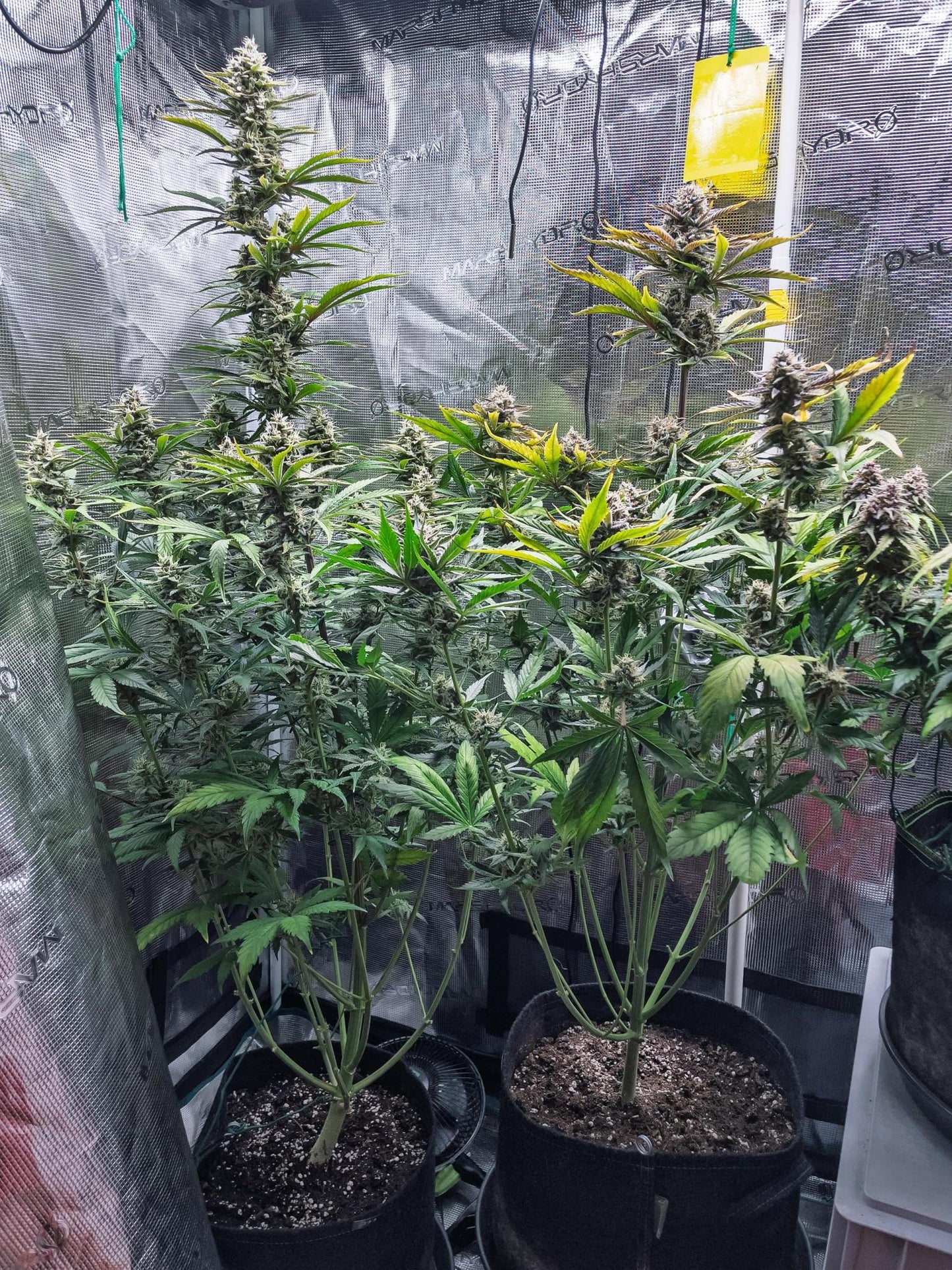 Radical Juice Feminisiert Ripper Seeds
