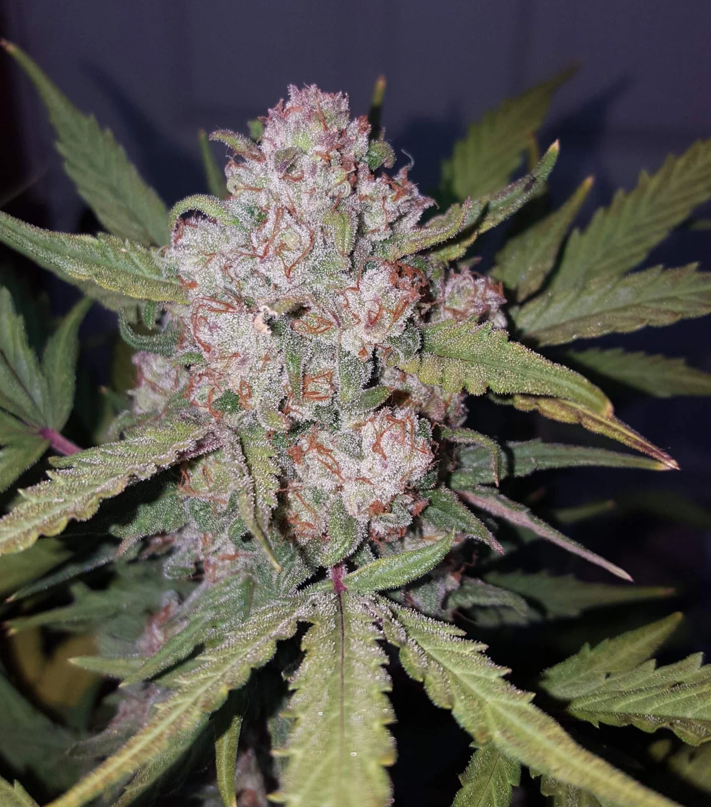 Auto Stardawg (Feminisiert) Fast Buds