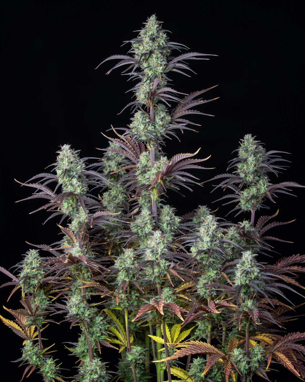 Auto Mimosa Cake (Feminisiert) Fast Buds