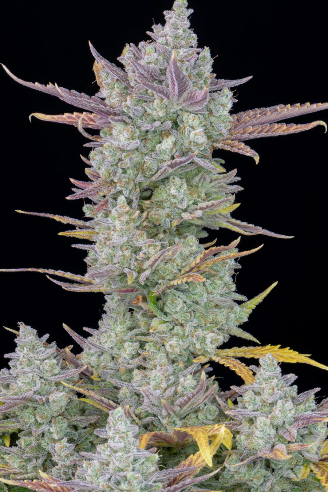 Auto Gorilla Cookies (Feminisiert) Fast Buds