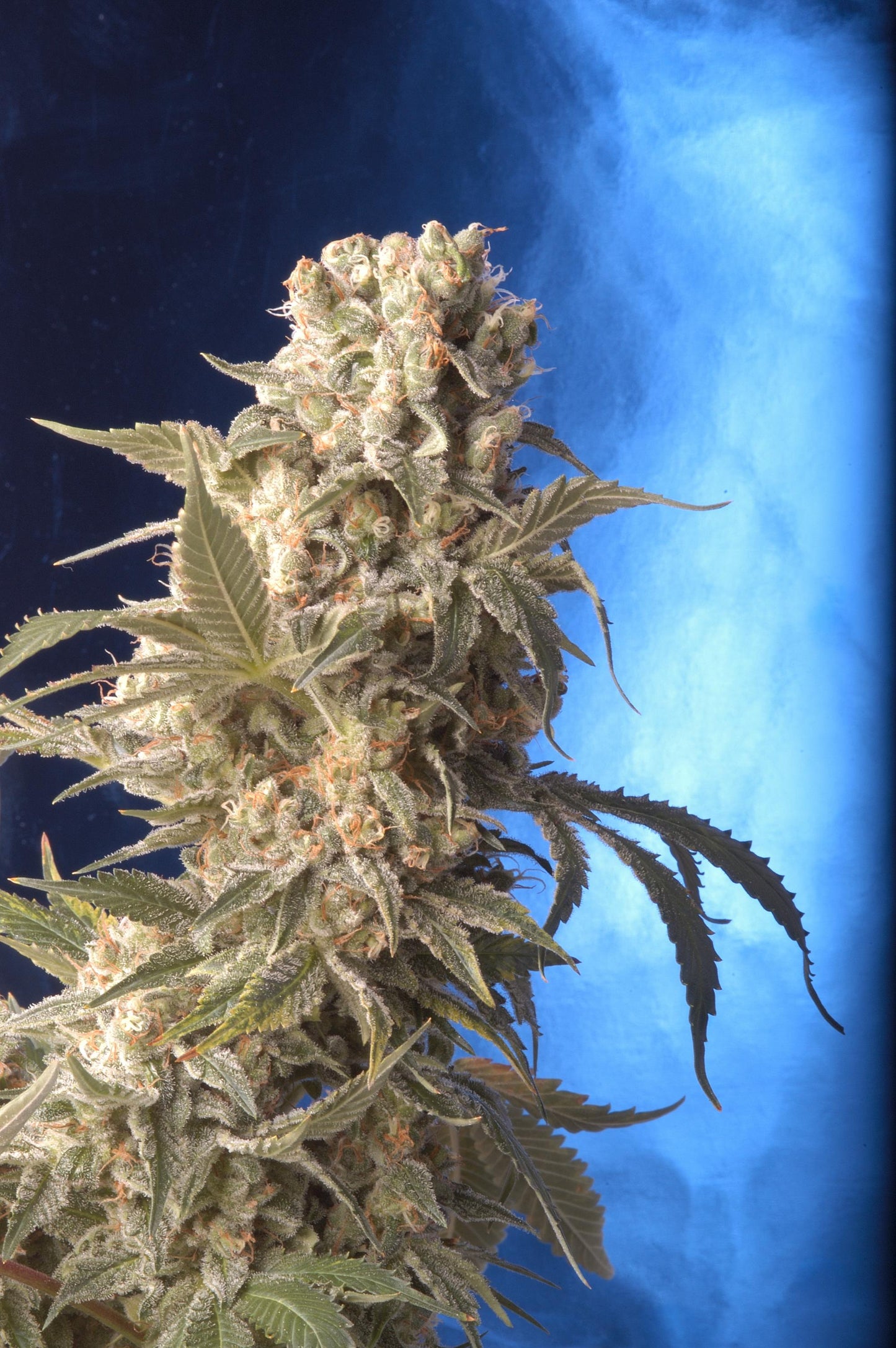 AK-47 Feminisiert Serious Seeds