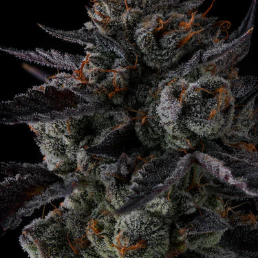 Grape Gas Feminisiert Bubbatz Seeds