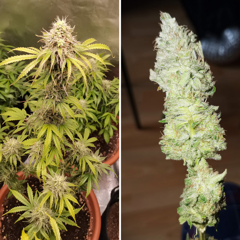 Auto Bruce Lemon Diesel (Feminisiert) Super Sativa Club