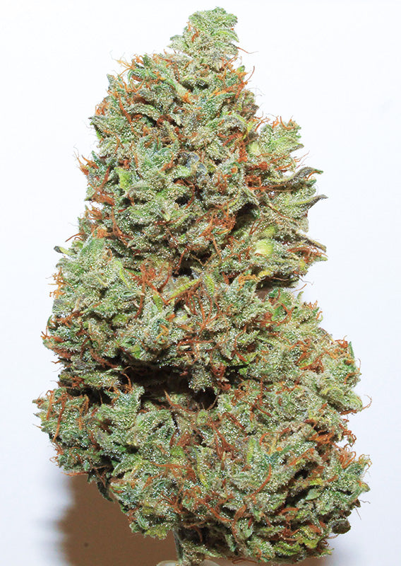 Auto Kerosene Krash (Feminisiert) Dutch Passion