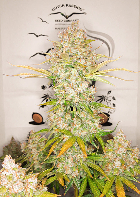 Auto Lemon Kix (Feminisiert) Dutch Passion