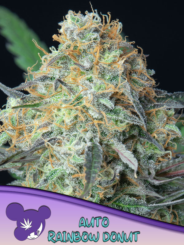 Auto Rainbow Donut (Feminisiert) Anesia Seeds
