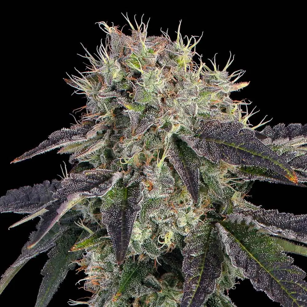 Baller's Game Feminisiert Happy Valley Genetics