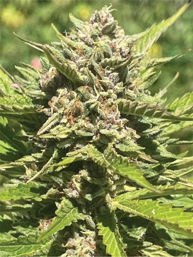 Banana Melt Feminisiert Humboldt Seed Company