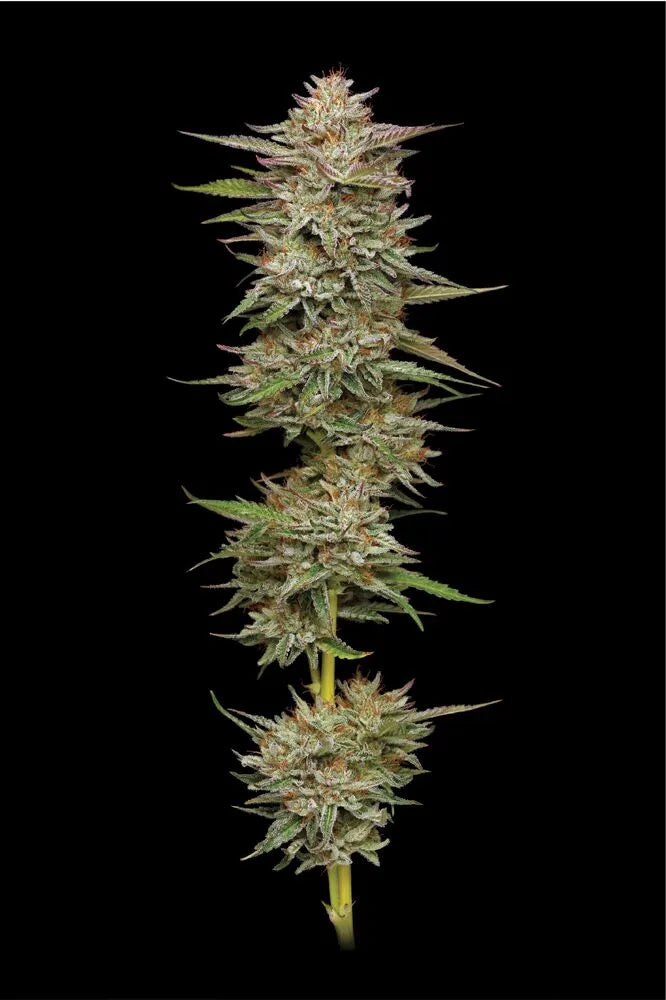 Banana OG Feminisiert Humboldt Seed Company