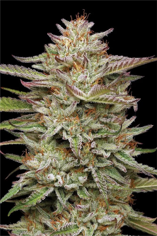 Banana OG Feminisiert Humboldt Seed Company