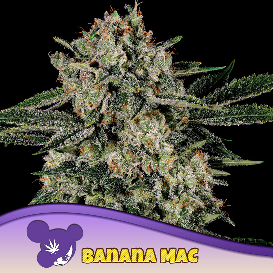 Banana MAC Feminisiert Anesia Seeds