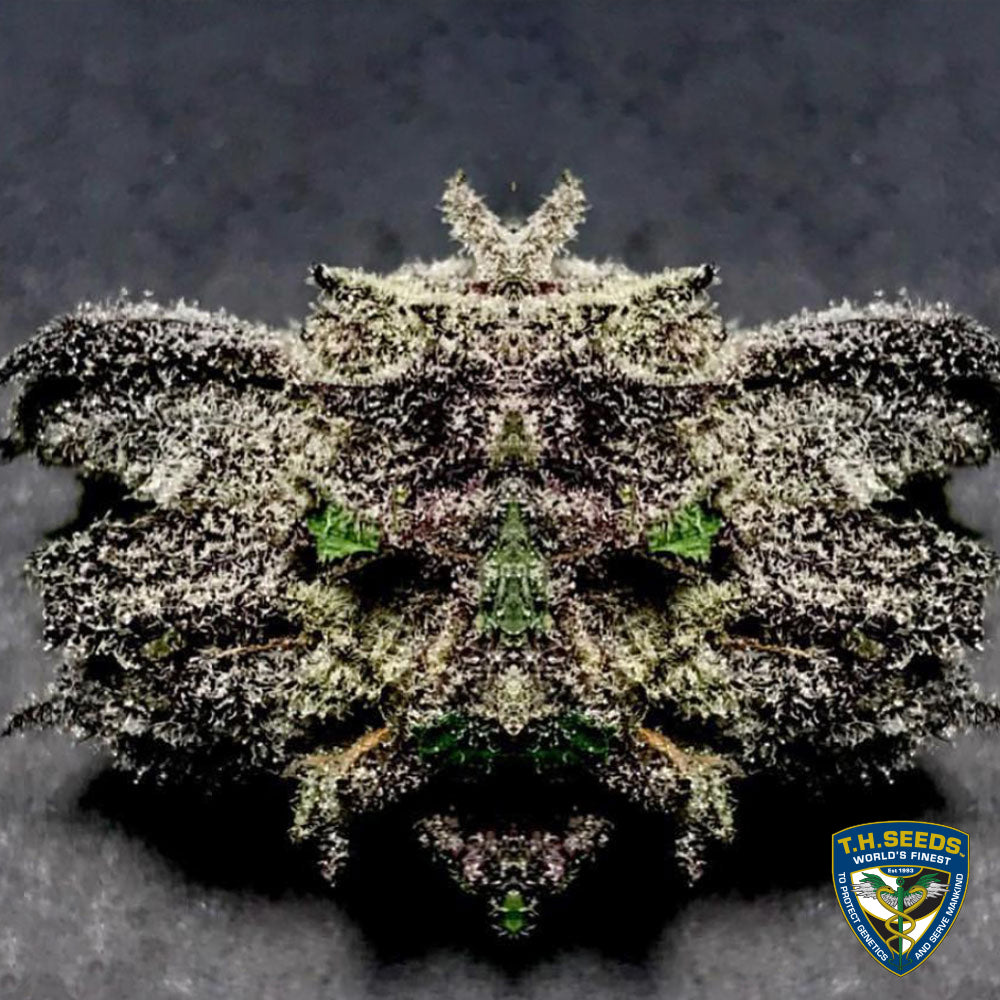 Bastards Line Special: Black Apple Hitchcock Feminisiert T.H.Seeds™