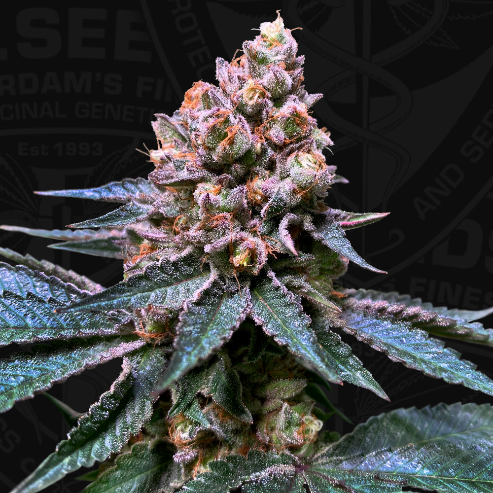 Bastards Line Special: Black Apple Hitchcock Feminisiert T.H.Seeds™
