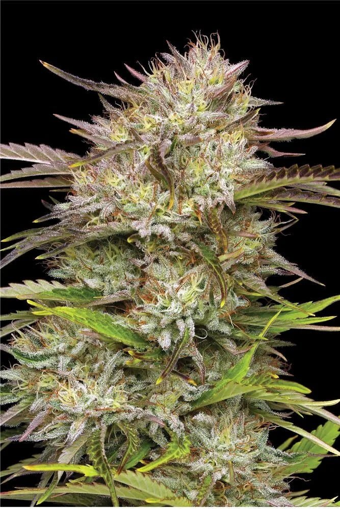 California Haze Humboldt Seed Company
