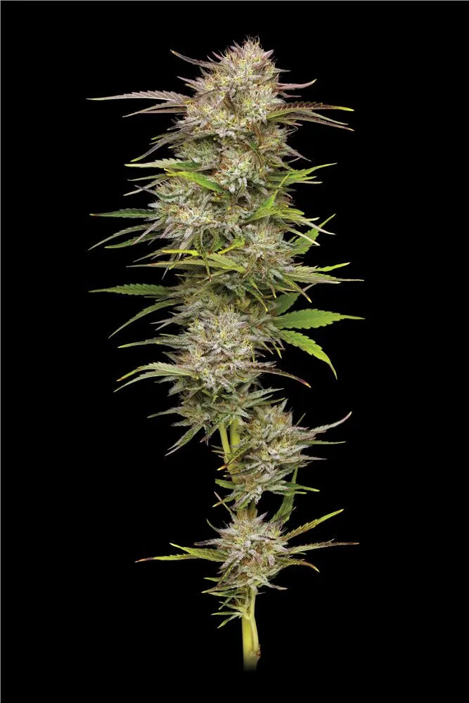 California Haze Humboldt Seed Company