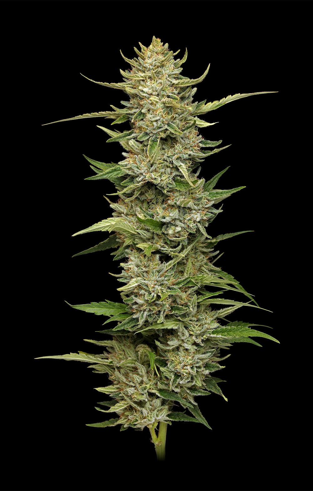 Auto California Sour Diesel (Feminisiert) Humboldt Seed Company