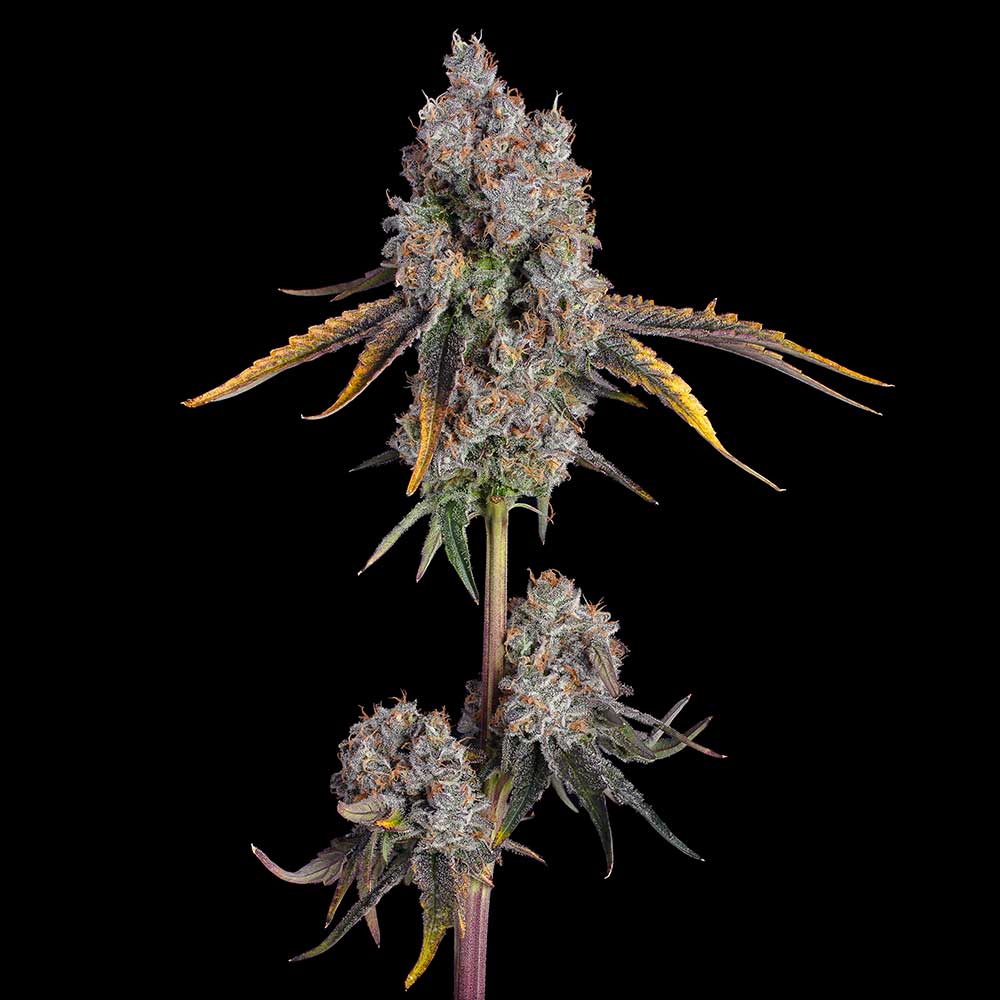 Candy Games #25 Feminisiert Happy Valley Genetics