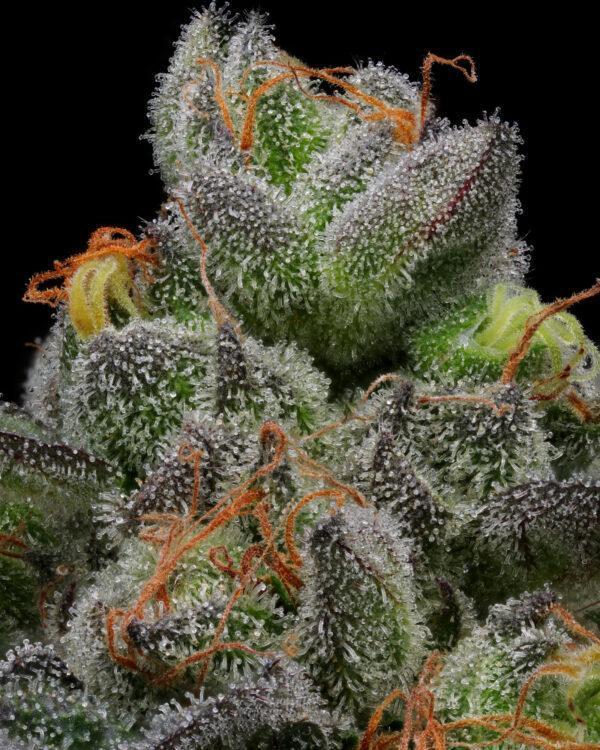 California Cream Feminisiert Humboldt Seed Company
