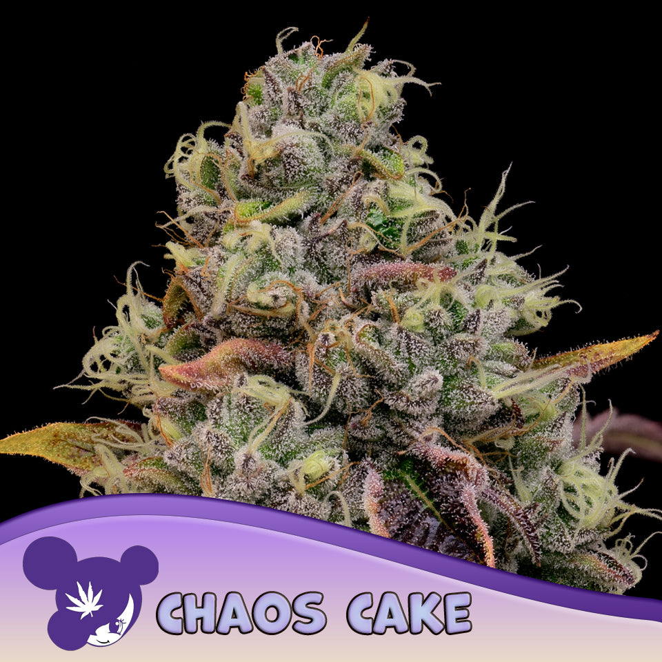 Chaos Cake Feminisiert Anesia Seeds