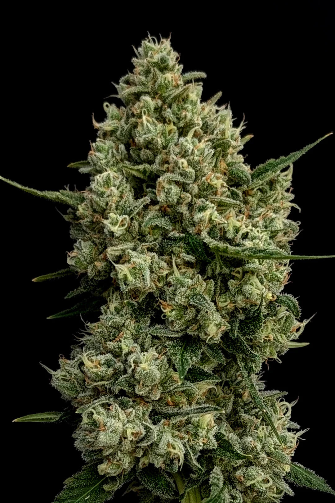 Auto Citronella Sunrize (Feminisiert) Bubbatz Seeds