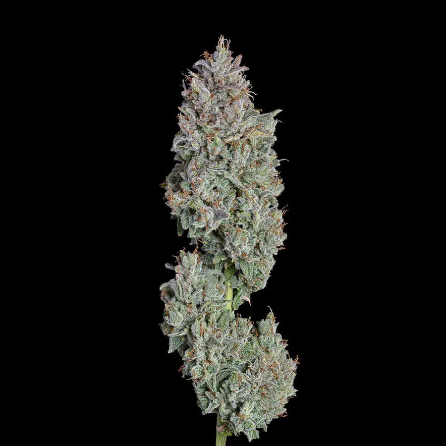Auto Easy Button (Feminisiert) Happy Valley Genetics