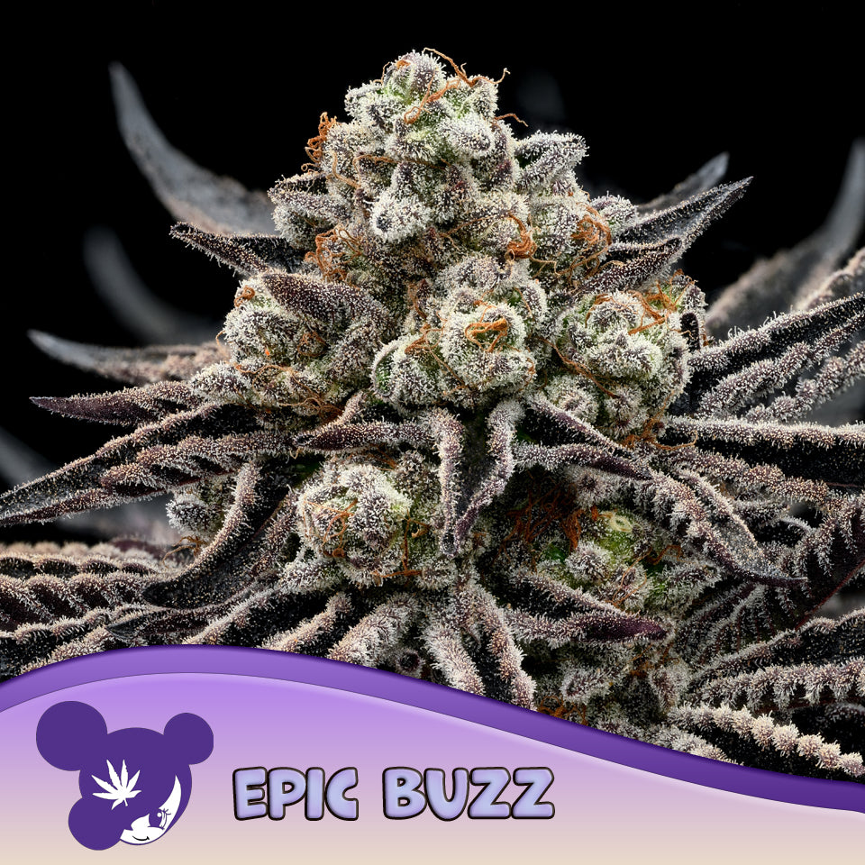 EPIC BUZZ® Feminisiert Anesia Seeds