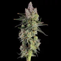 Equilibrium Feminisiert Happy Valley Genetics