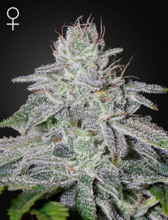 Franco's Lemon Cheese Feminisiert Green House Seeds Company