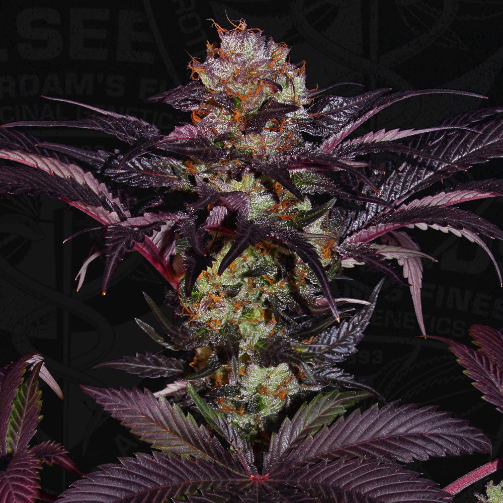 French Macaron Feminisiert T.H.Seeds™
