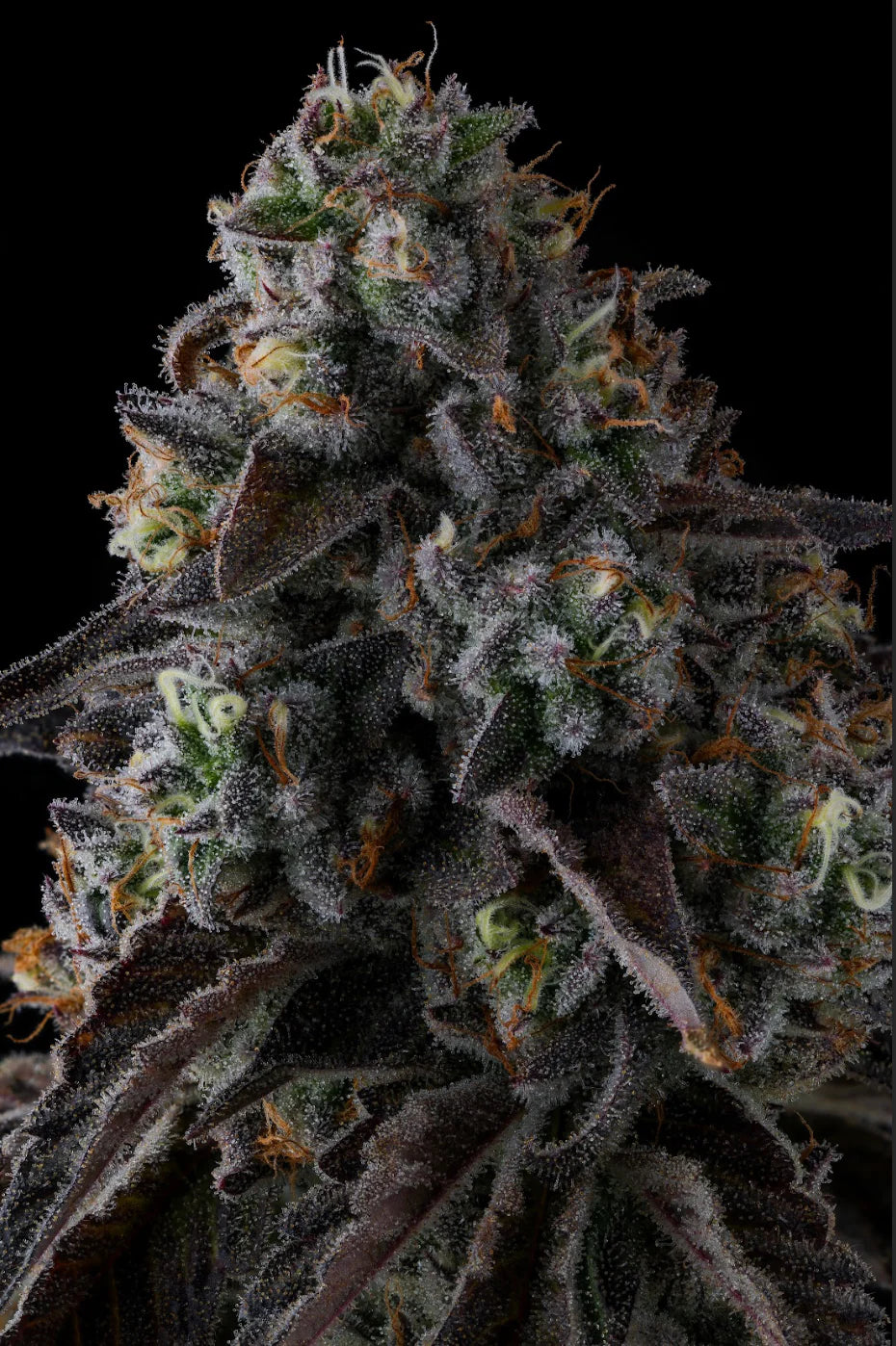 Fruit Riot Feminisiert Compound Genetics