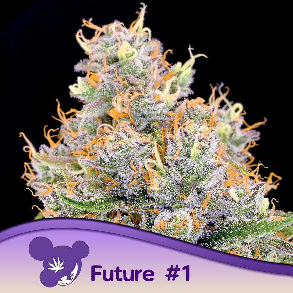 Future #1® Feminisiert Anesia Seeds