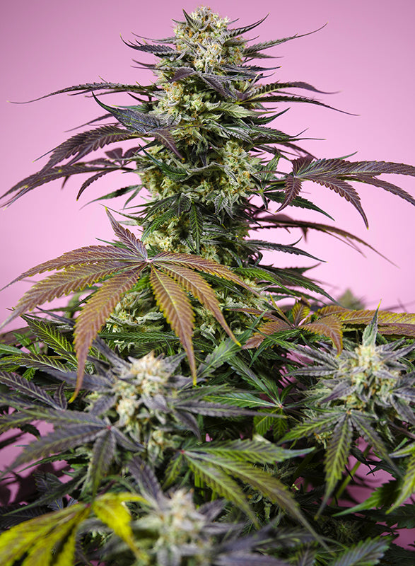 Gelonade® Feminisiert Sweet Seeds