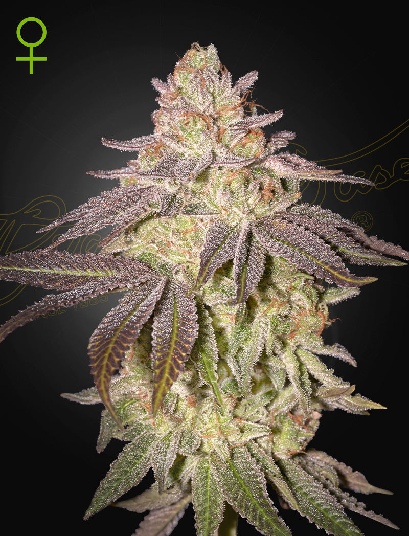 Auto Black Toffee (Feminisiert) Green House Seeds Company