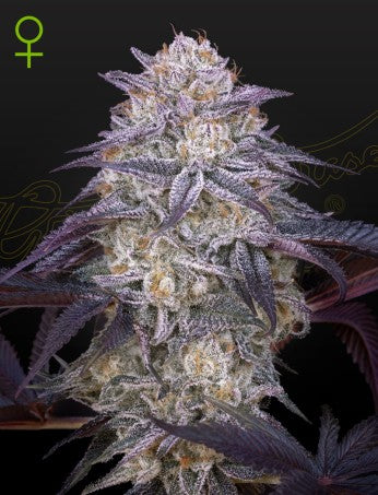 Auto Kings's Juice (Feminisiert) Green House Seeds Company