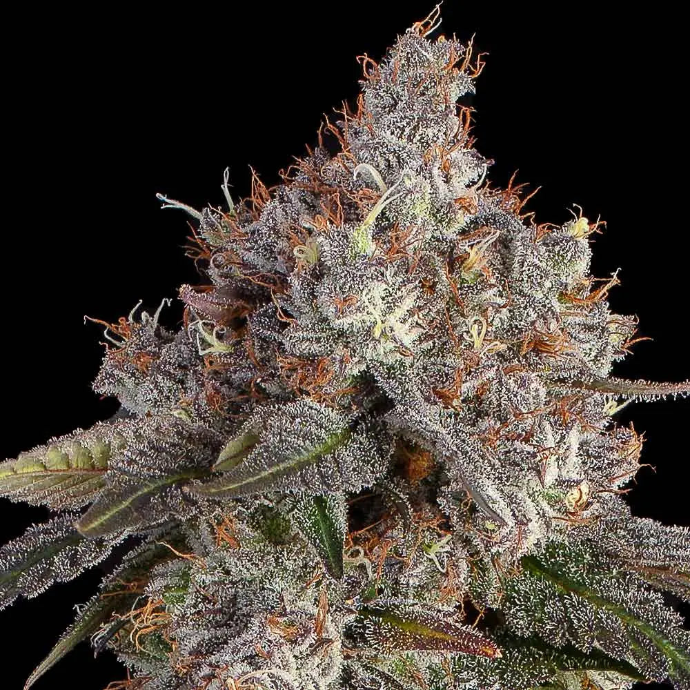 Game Over Feminisiert Happy Valley Genetics