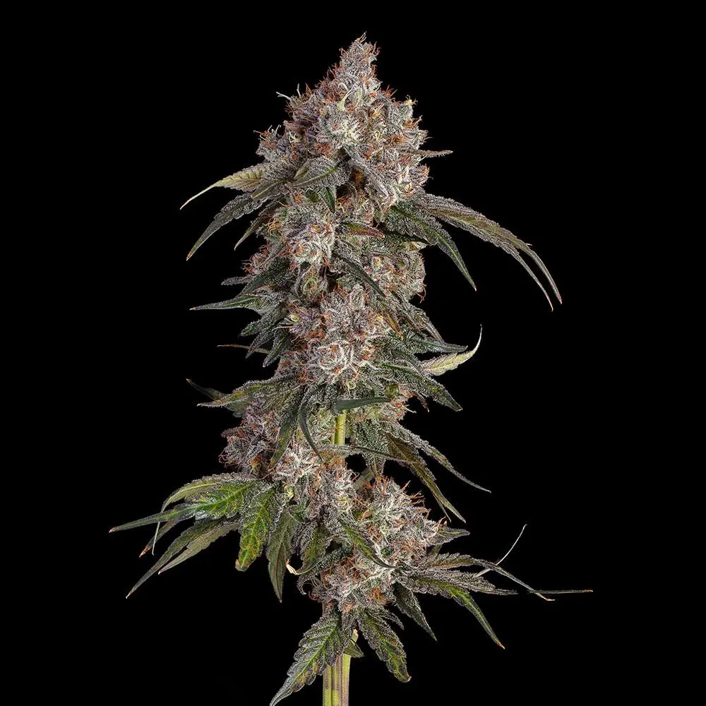 Game Over Feminisiert Happy Valley Genetics