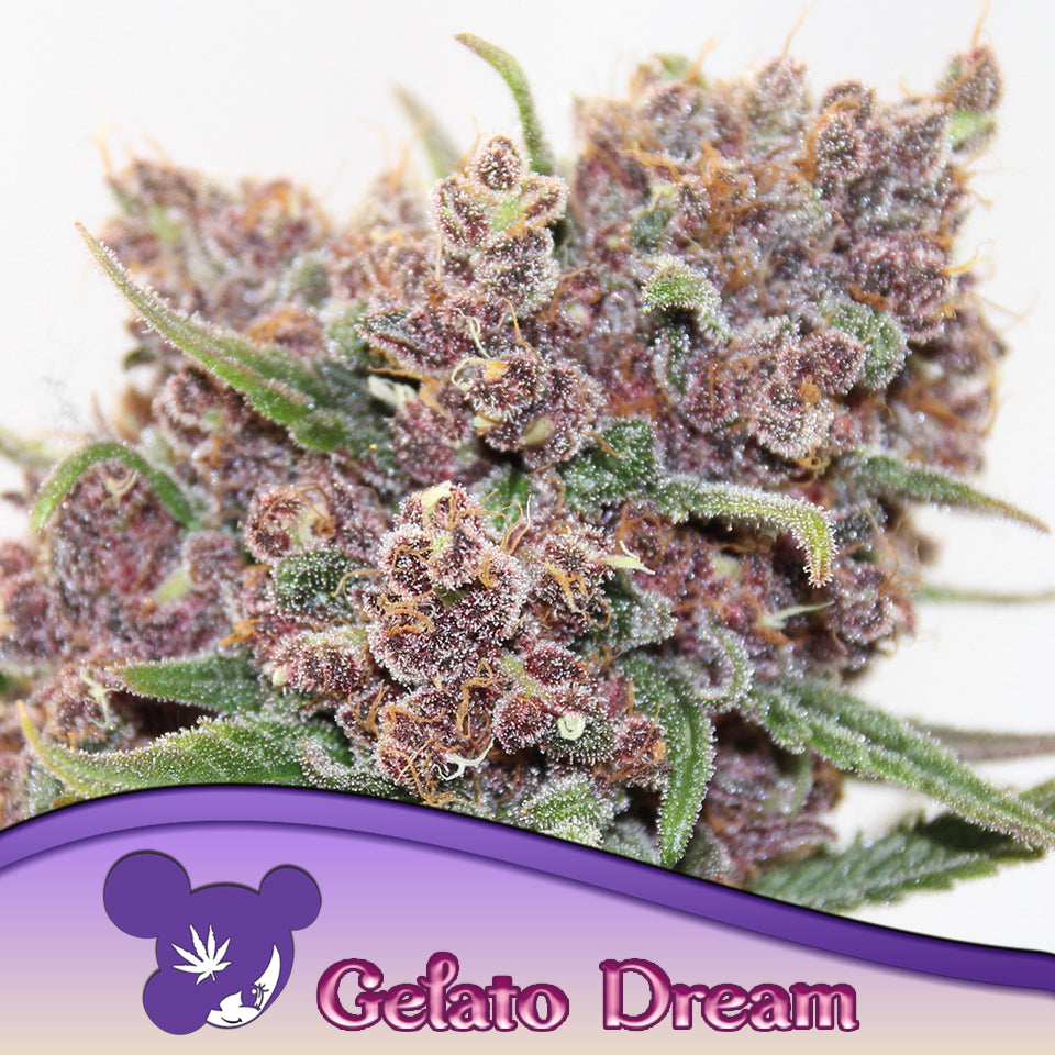 Gelato Dream Feminisiert Anesia Seeds