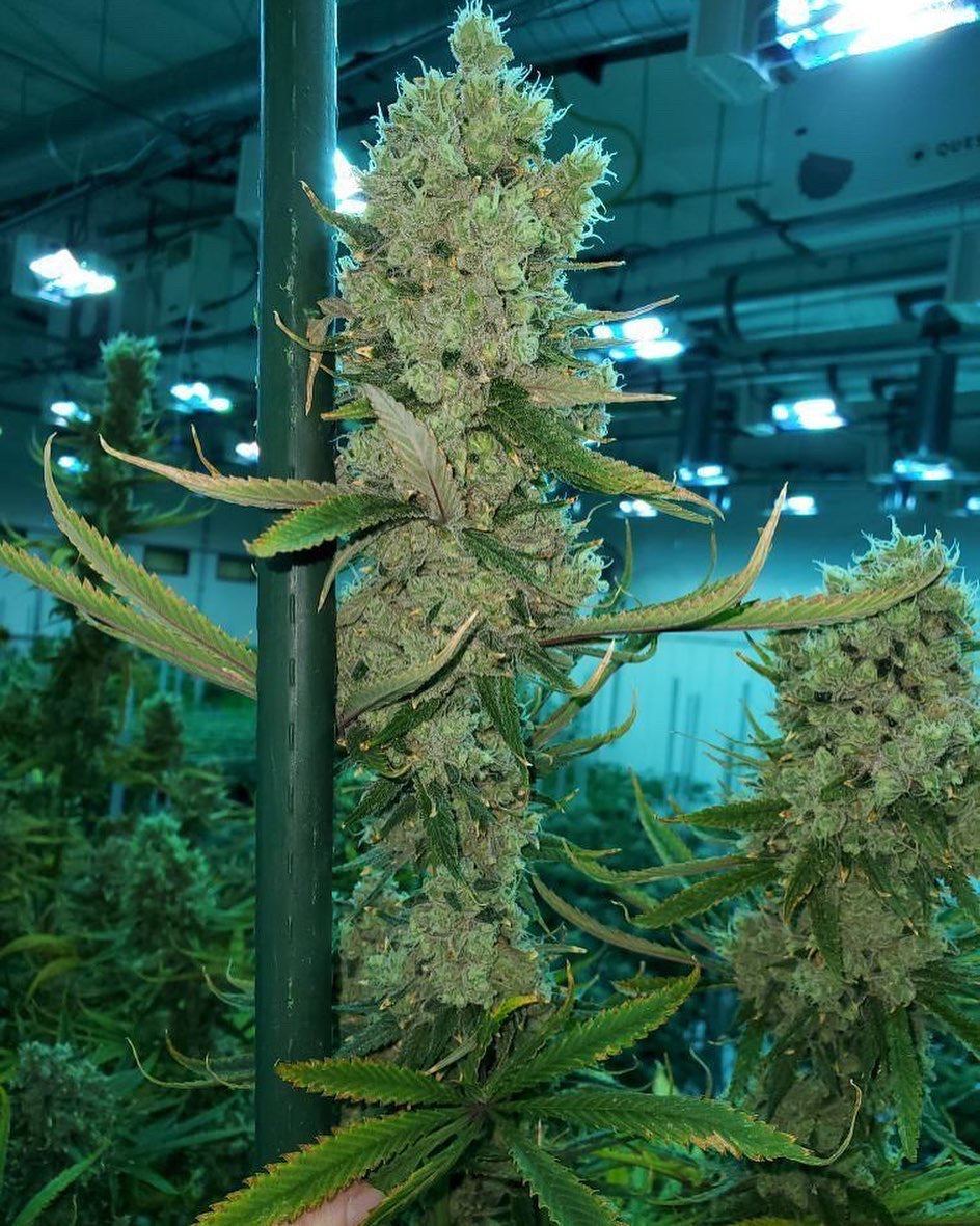 Honey Banana Feminisiert Bubbatz Seeds
