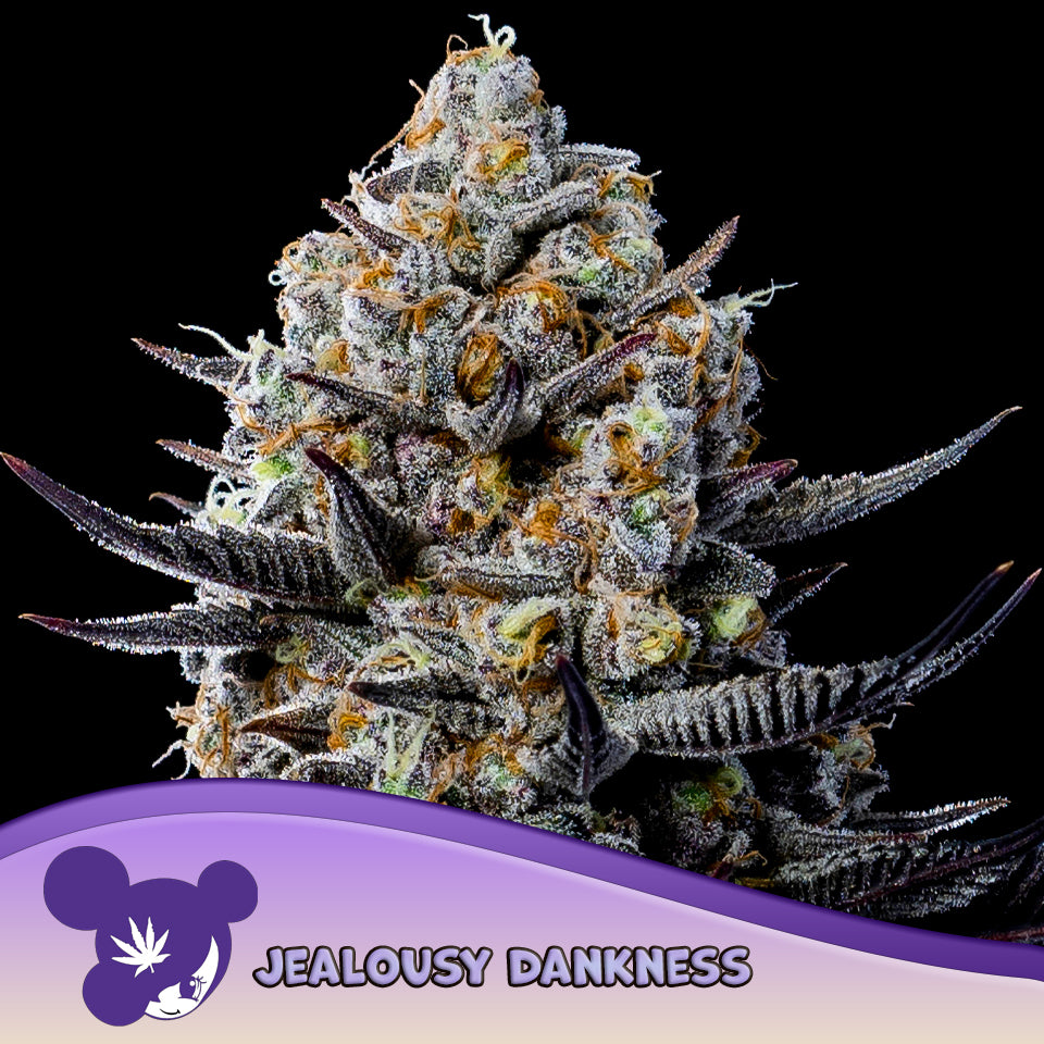 Jealousy Dankness Feminisiert Anesia Seeds