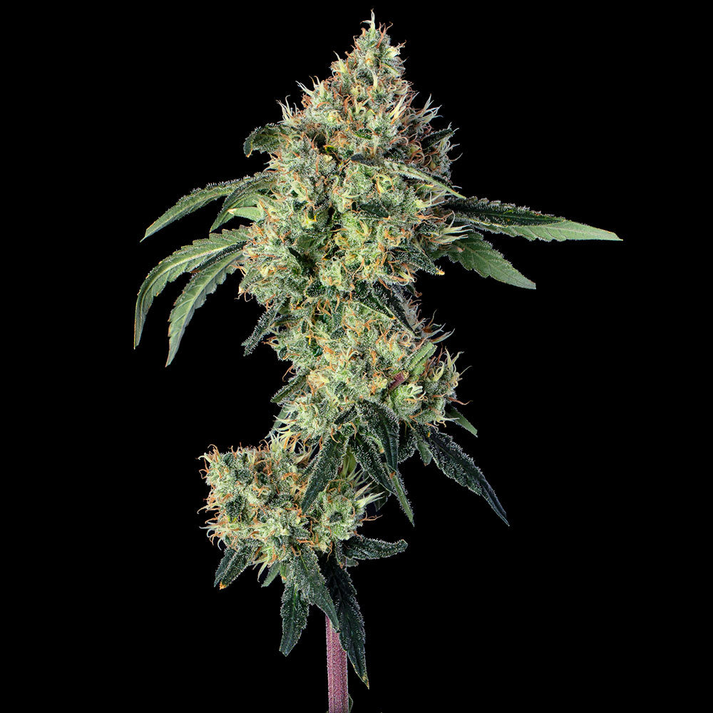 Lemon Prime Feminisiert Happy Valley Genetics