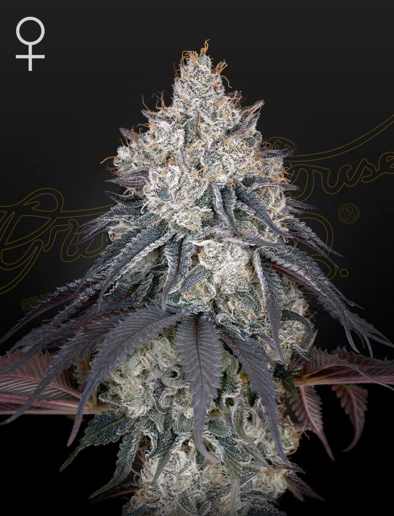 Lemon Orange Feminisiert Green House Seeds Company
