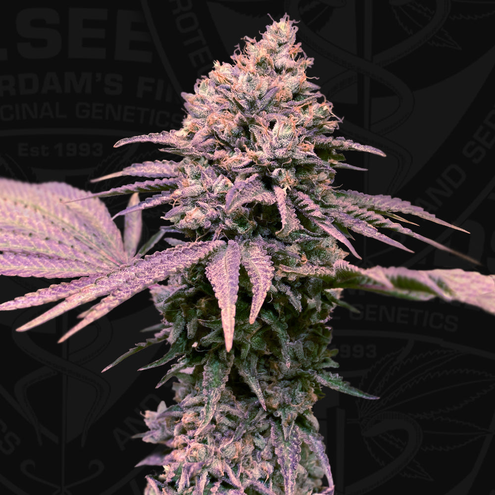 London Mint Cake Feminisiert T.H.Seeds™