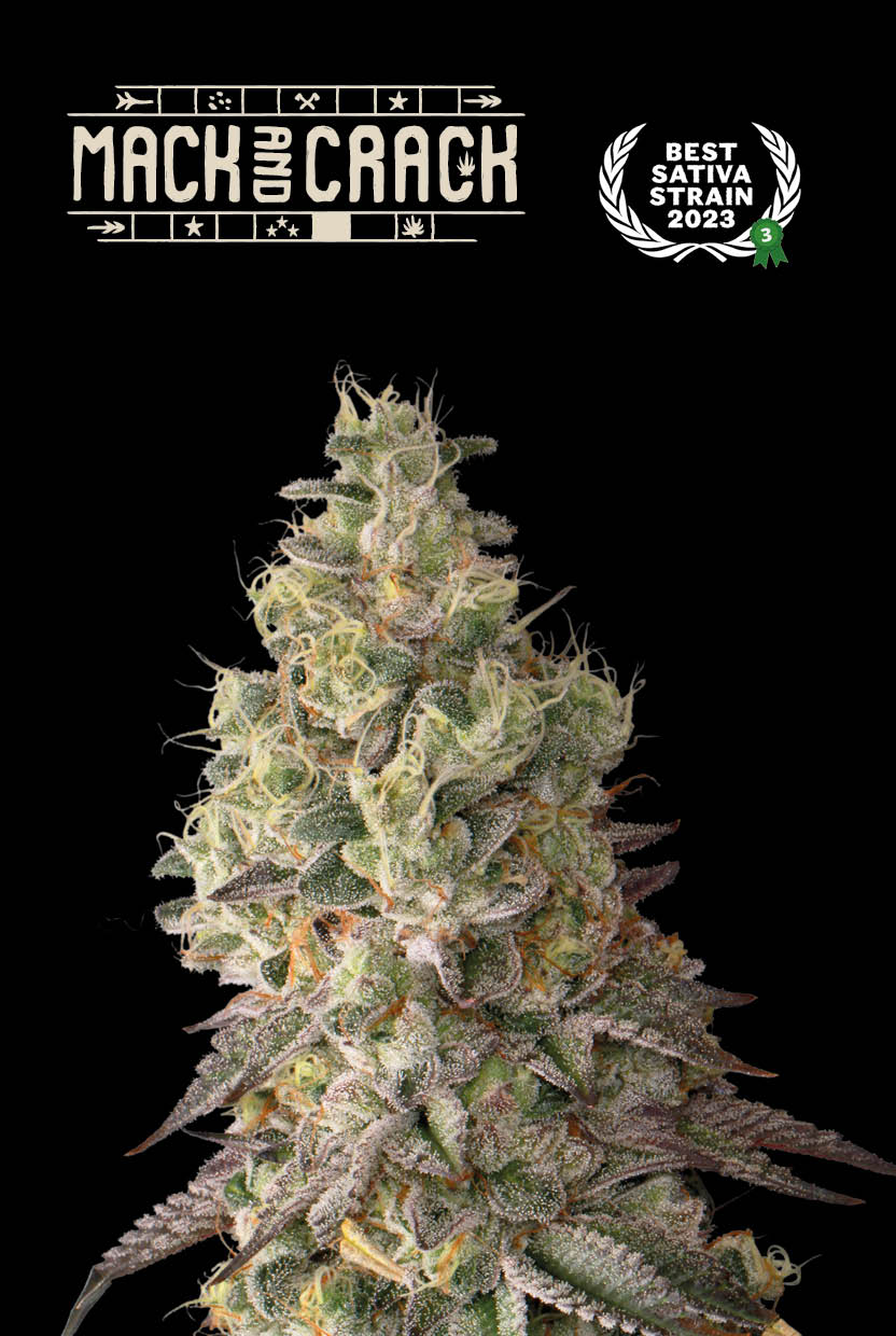 Auto Mack & Crack© (Feminisiert) Seedstockers
